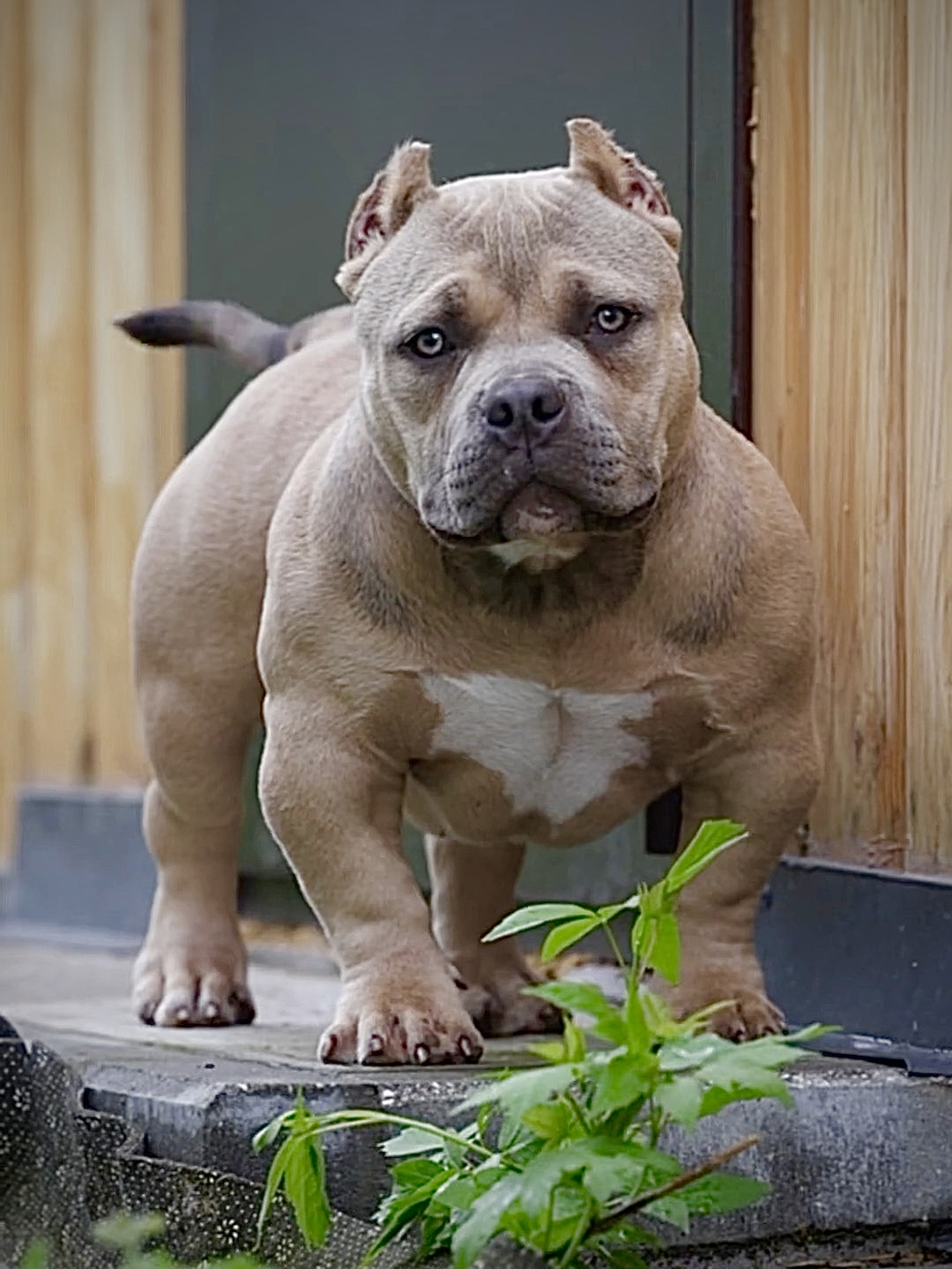 Ultimate Bully Sharm