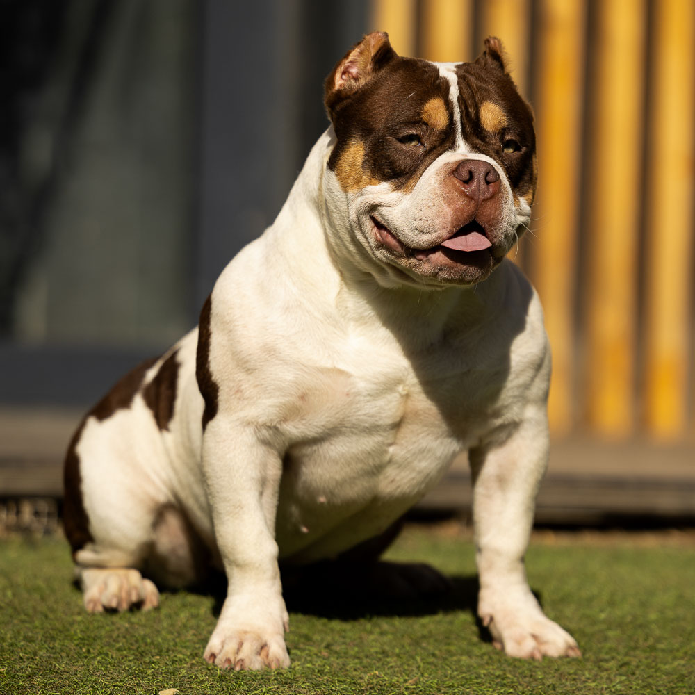 Ultimate Bully Bella