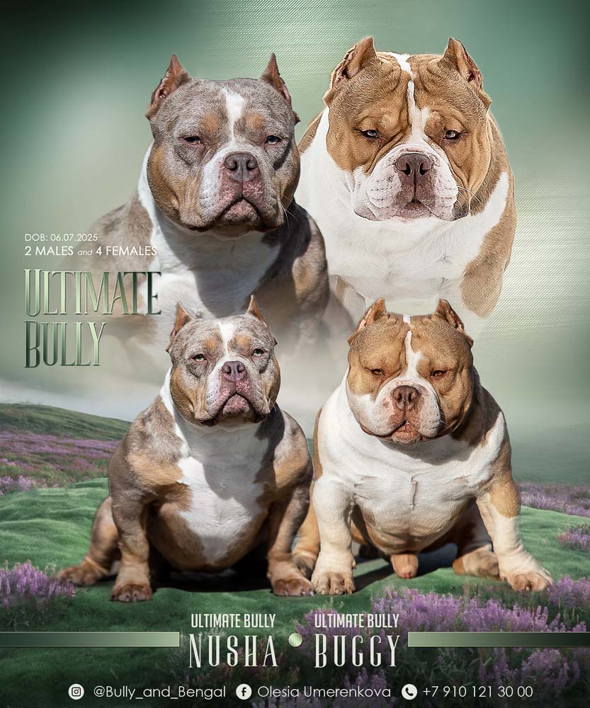 Ultimate Bully Buggy × Ultimate Bully Nusha