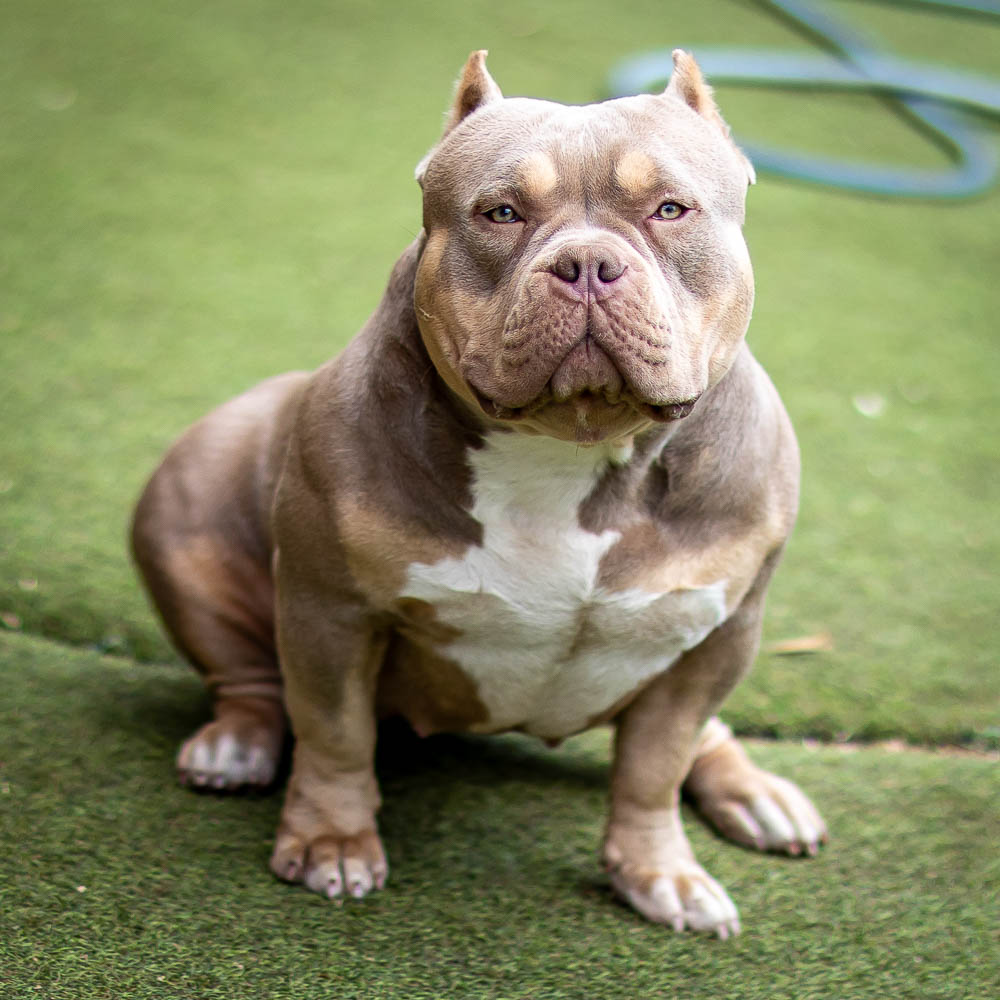 Ultimate Bully Zlata