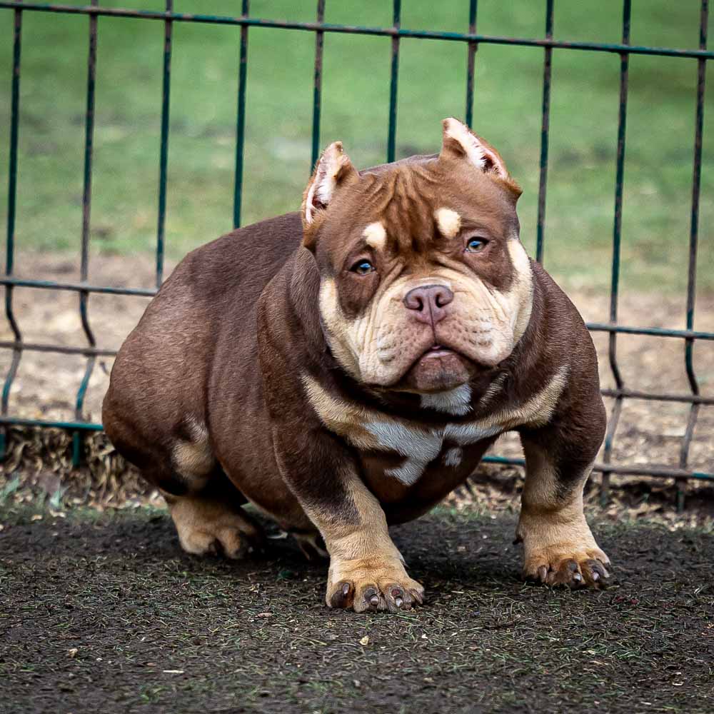 Ultimate Bully Cappuccino