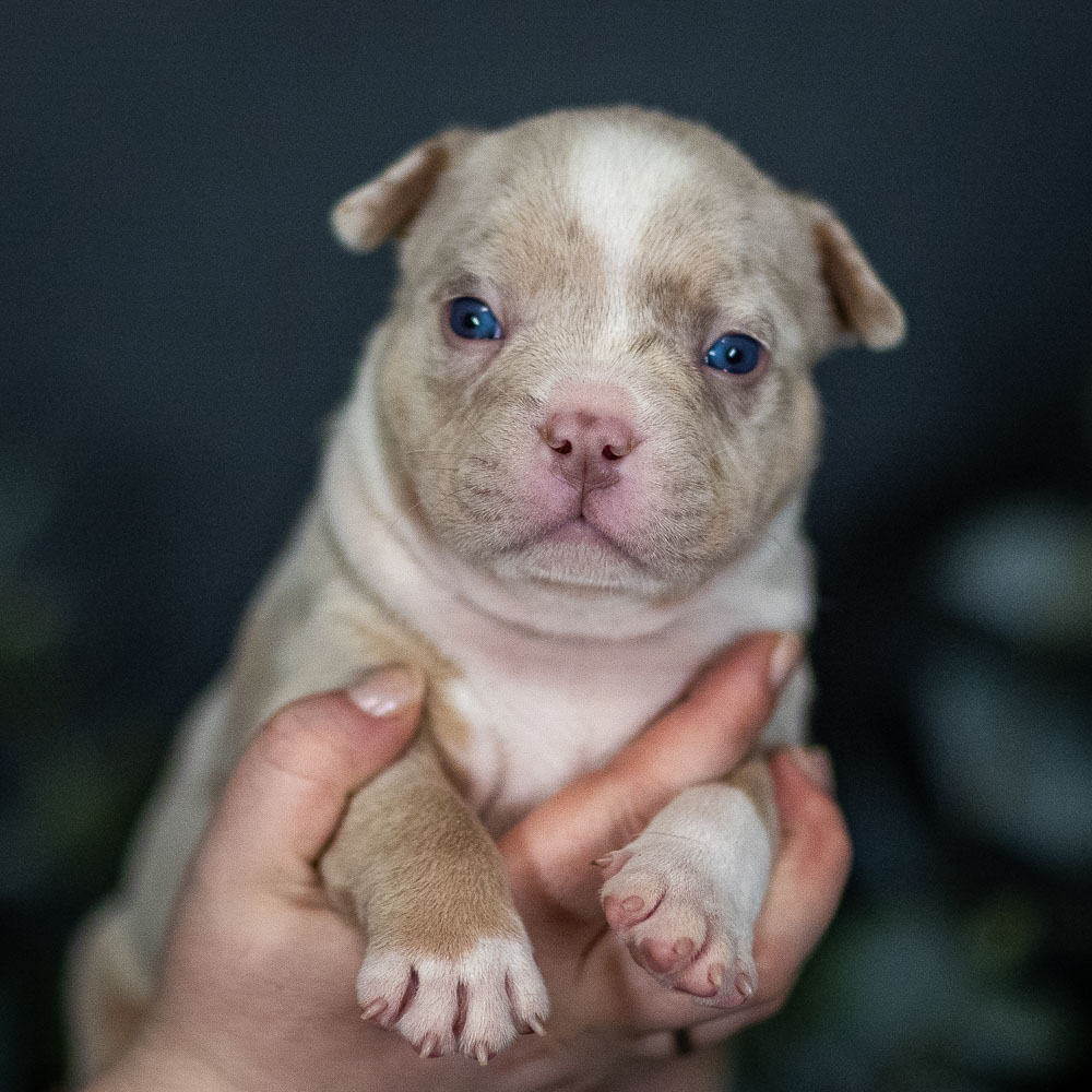 Ultimate Bully Dante