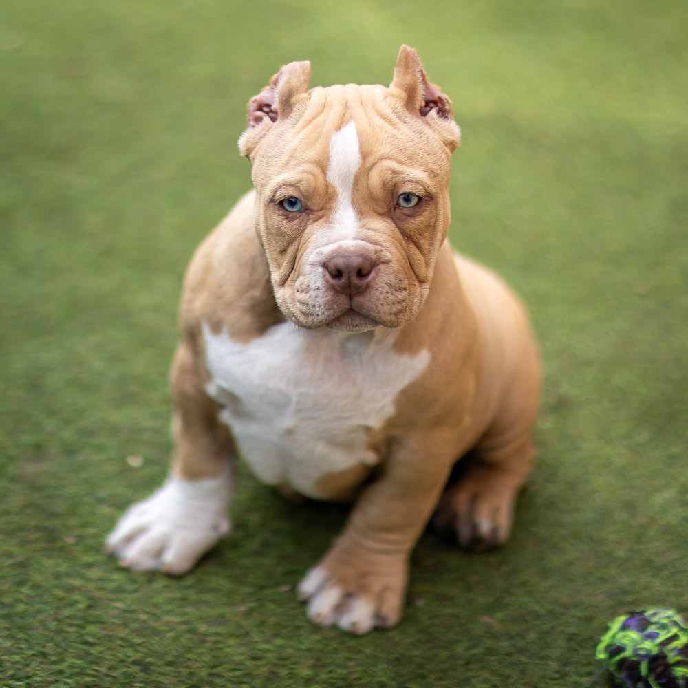 Ultimate Bully Goldie