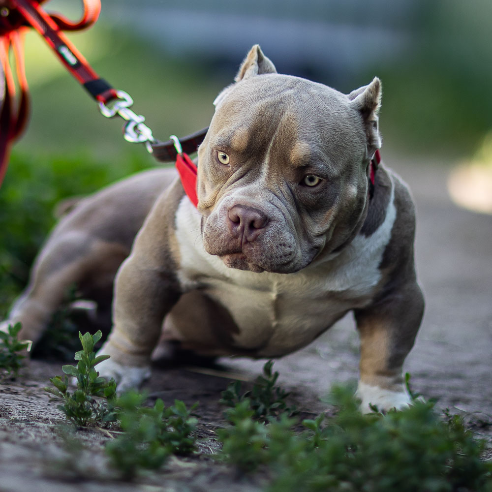 Ultimate Bully William