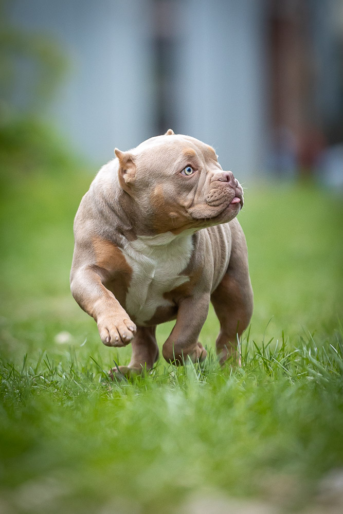 Ultimate Bully Ollie