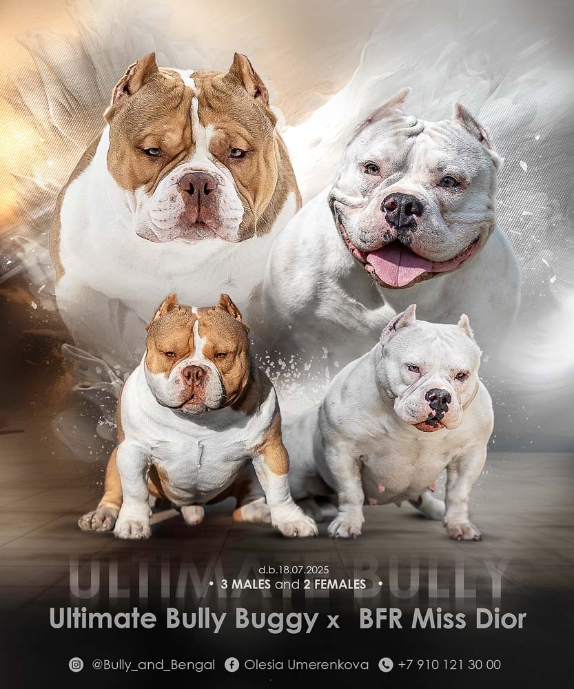 Ultimate Bully Buggy × BFR Miss Dior