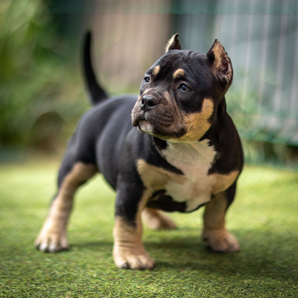 Ultimate Bully Misty