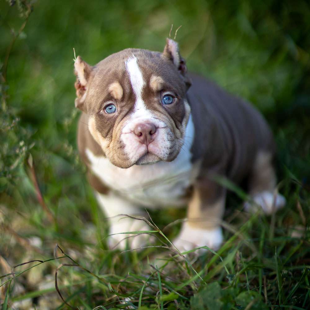 Ultimate Bully Dobrynya