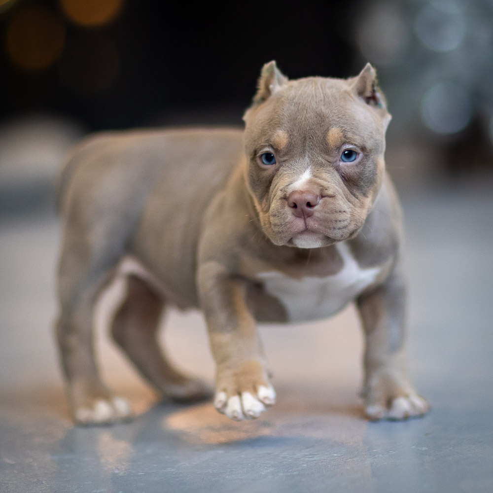 Ultimate Bully Macallan