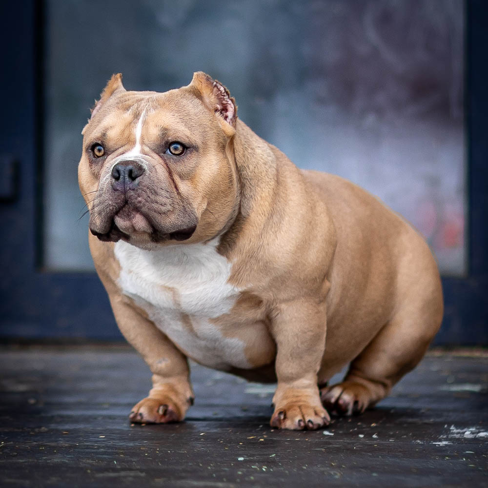 Ultimate Bully Victoria