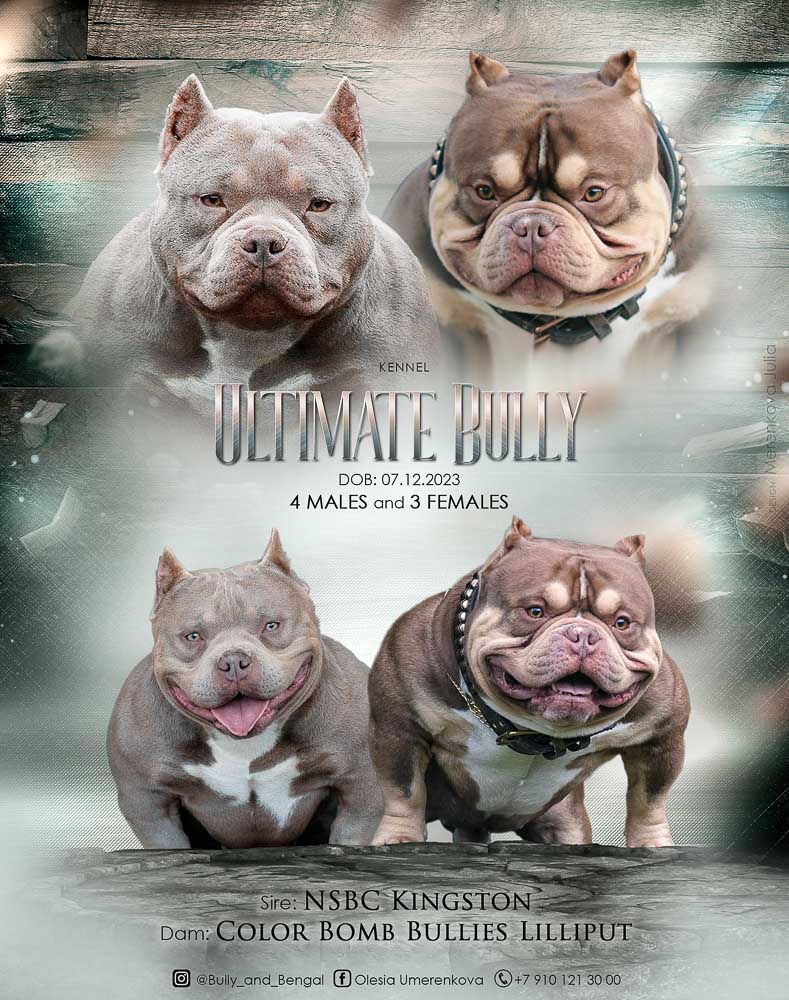 NSBC Kingston × Color Bomb Bullies Lilliput