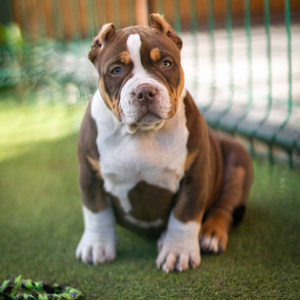 Ultimate Bully Adel'