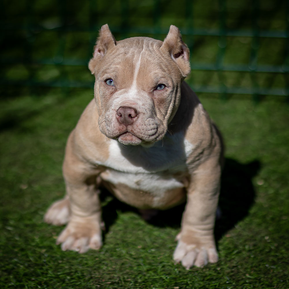 Ultimate Bully Avrelian