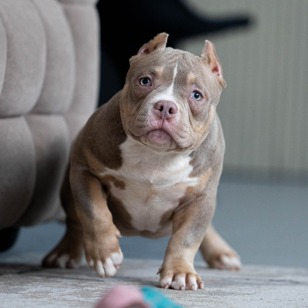 Ultimate Bully Titan