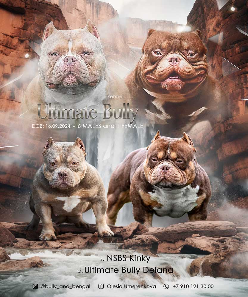 NSBC Kinky × Ultimate Bully Delana