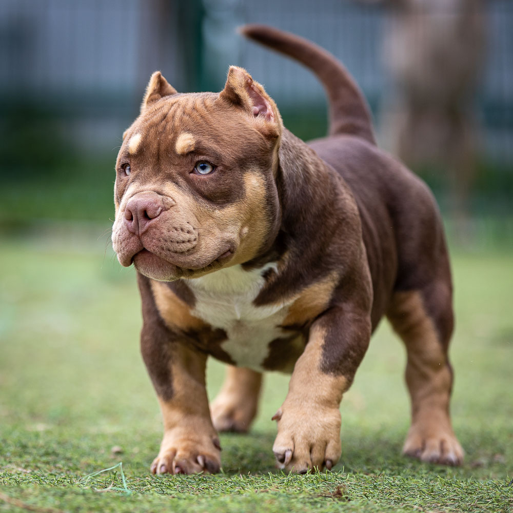 Ultimate Bully Mocco