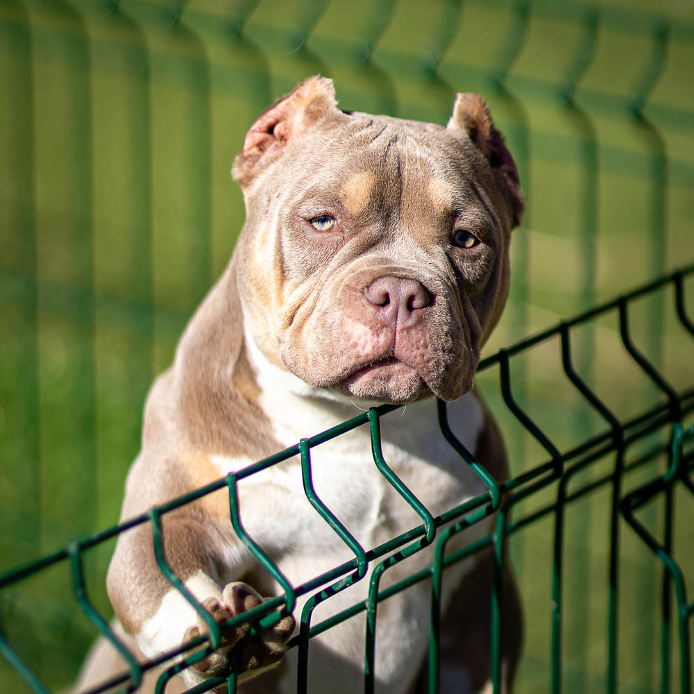 Ultimate Bully Charlotte