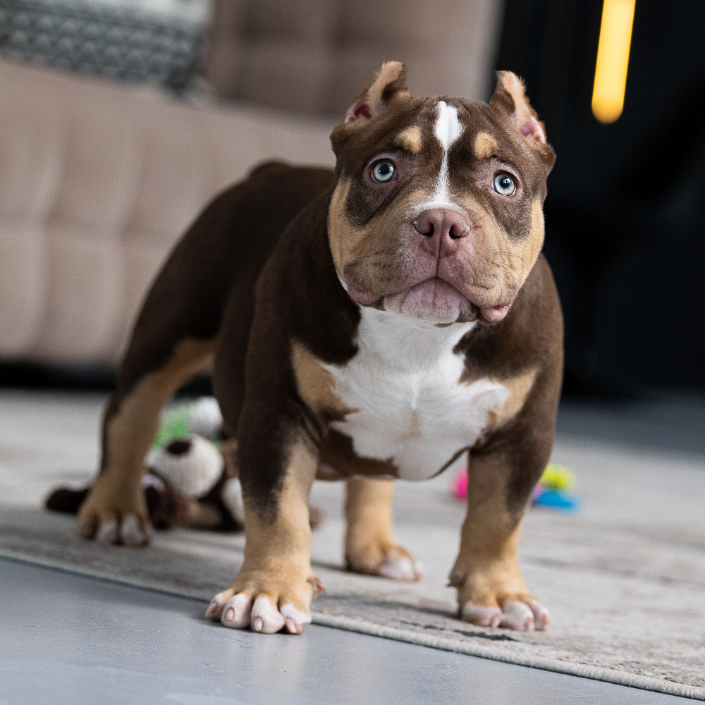 Ultimate Bully Nesquik