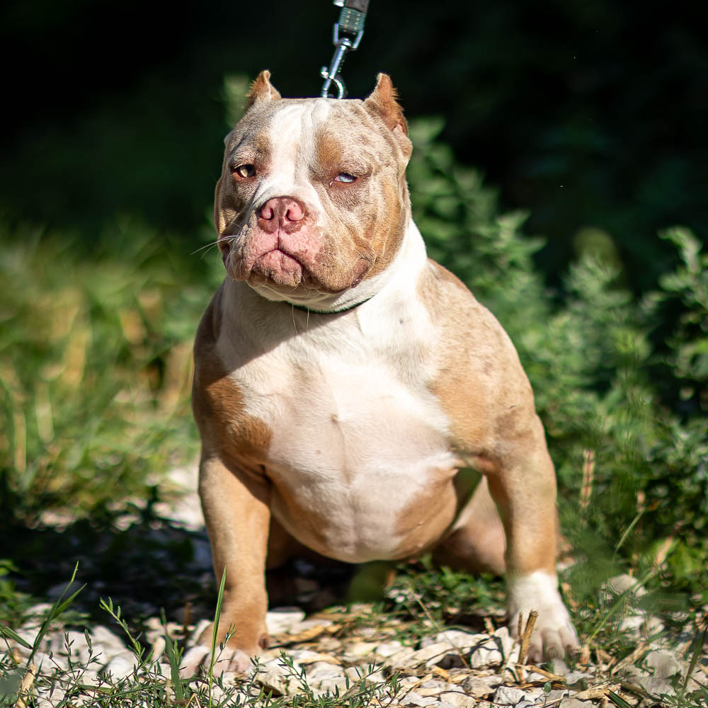 Ultimate Bully Tiramisu