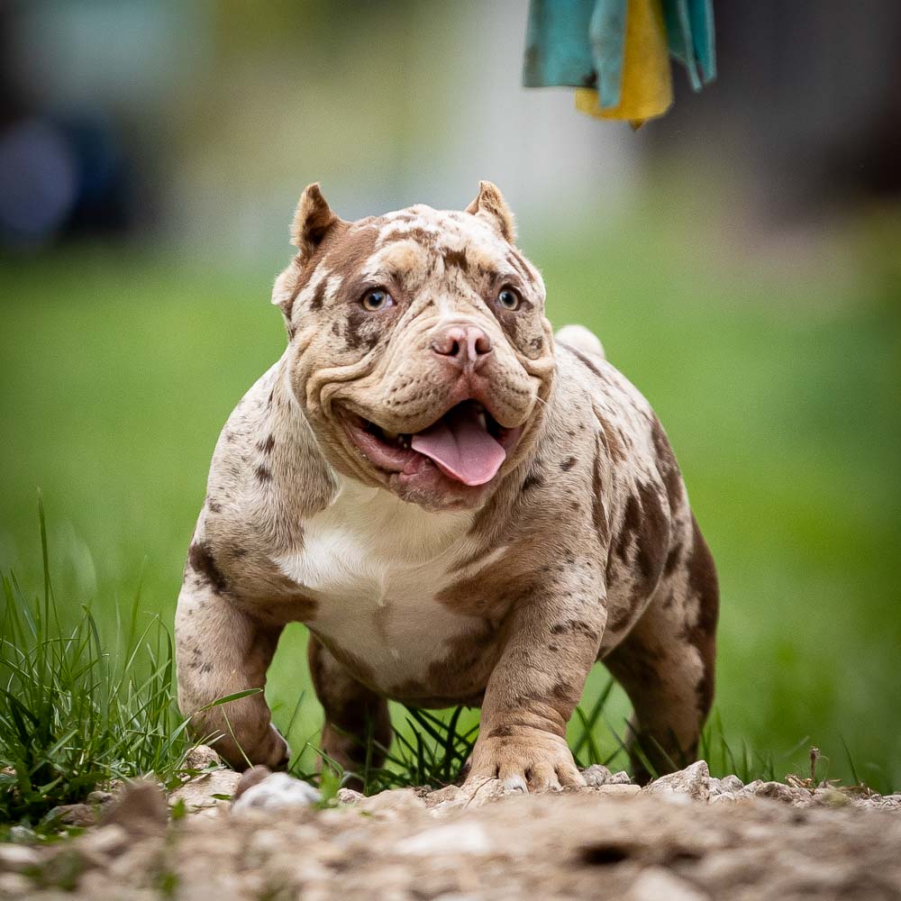 Ultimate Bully Florence