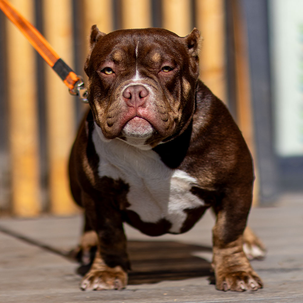 Ultimate Bully Melissa