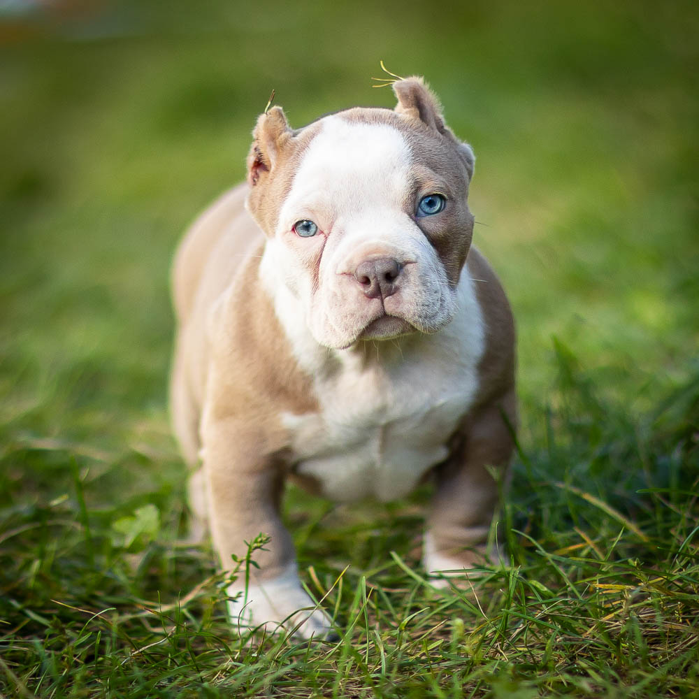 Ultimate Bully Aurora