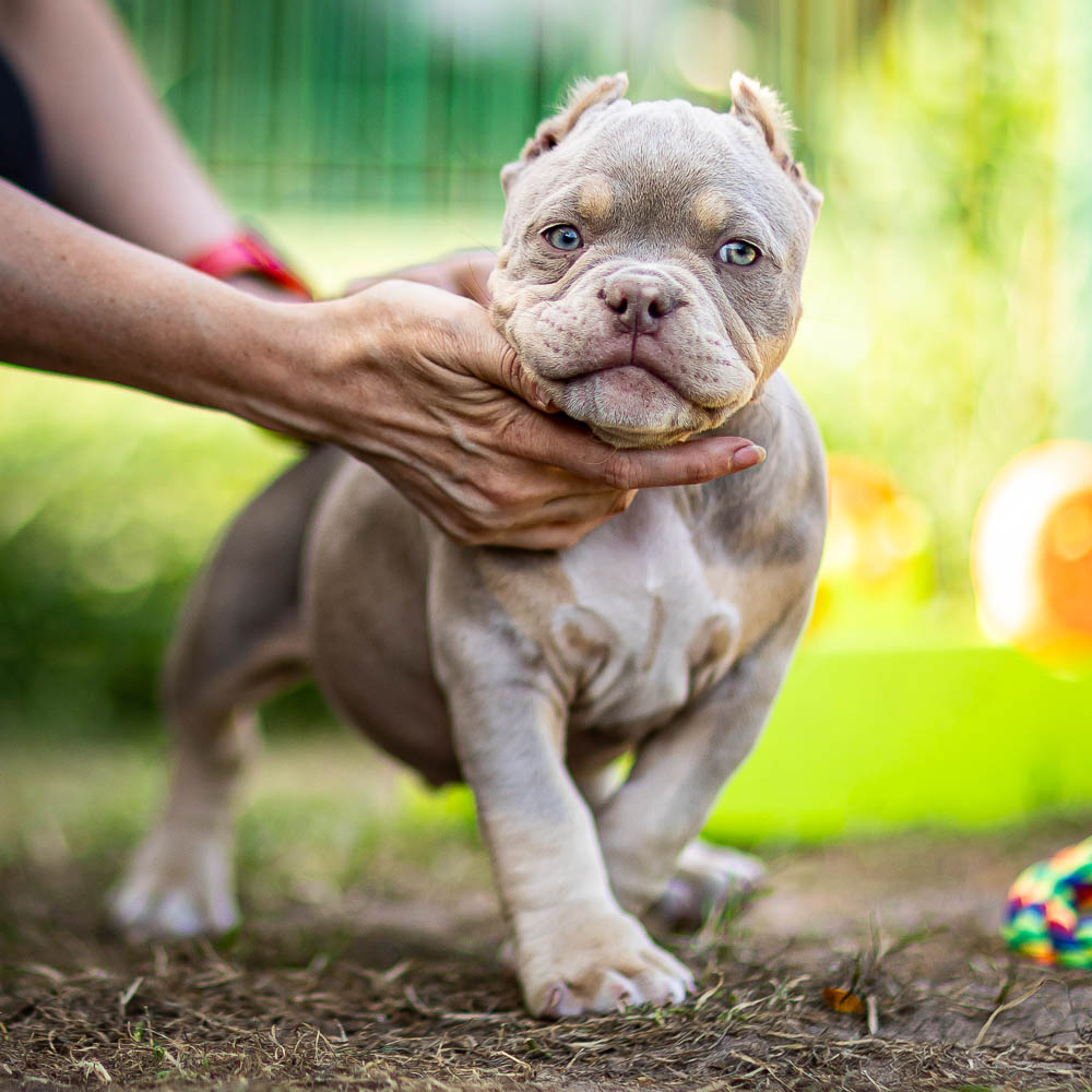 Ultimate Bully Banan