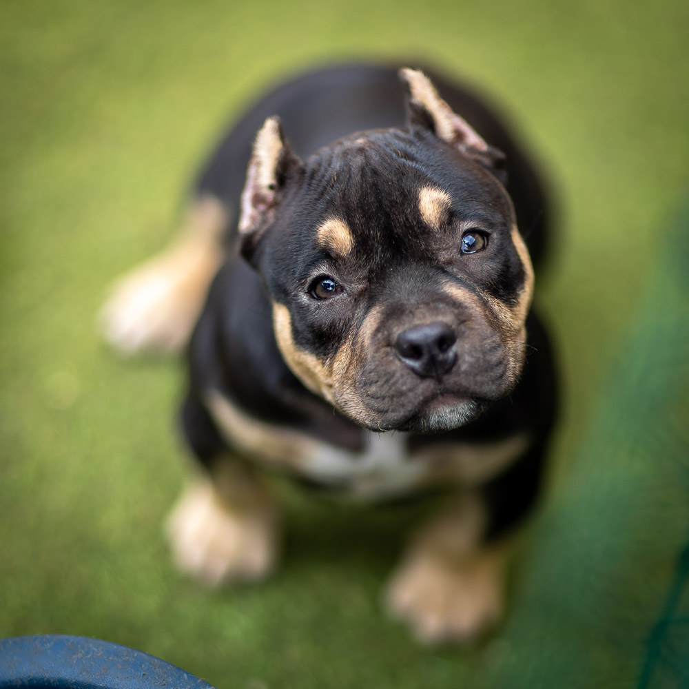 Ultimate Bully Smoke