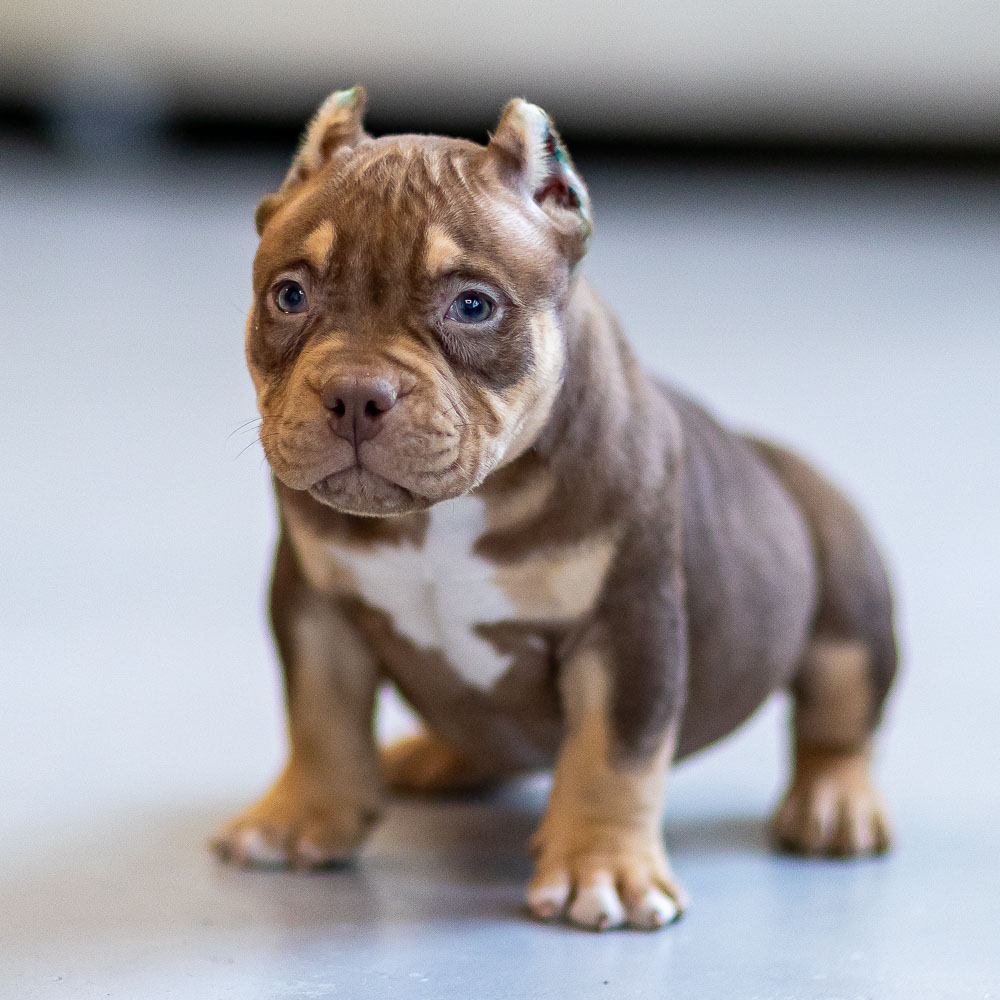 Ultimate Bully Marshal