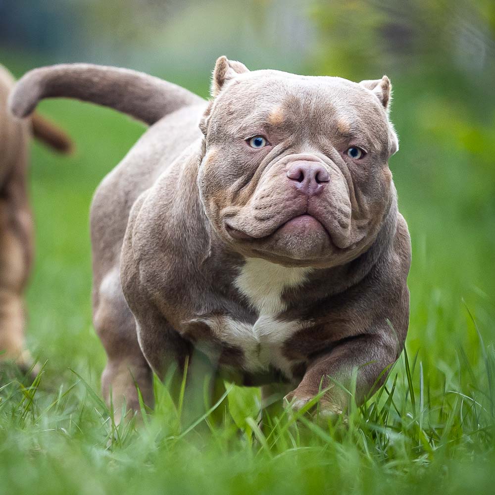 Ultimate Bully Crash