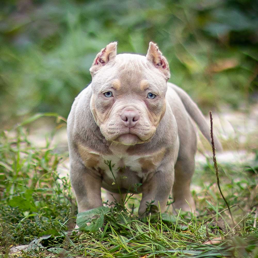 Ultimate Bully Cowboy