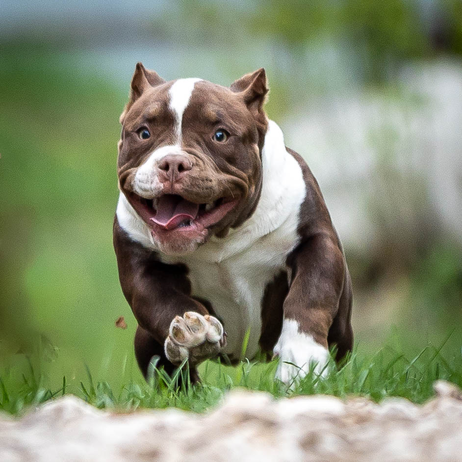 Ultimate Bully Wendy