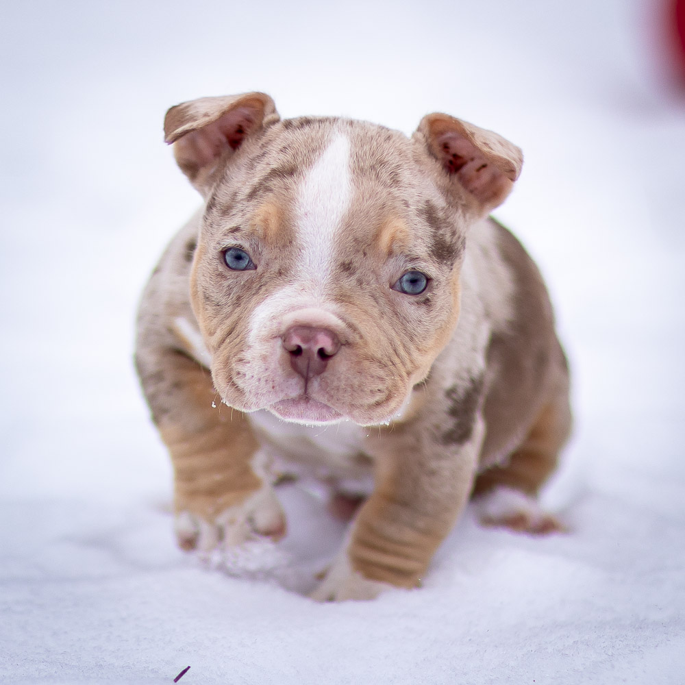 Ultimate Bully Dominic