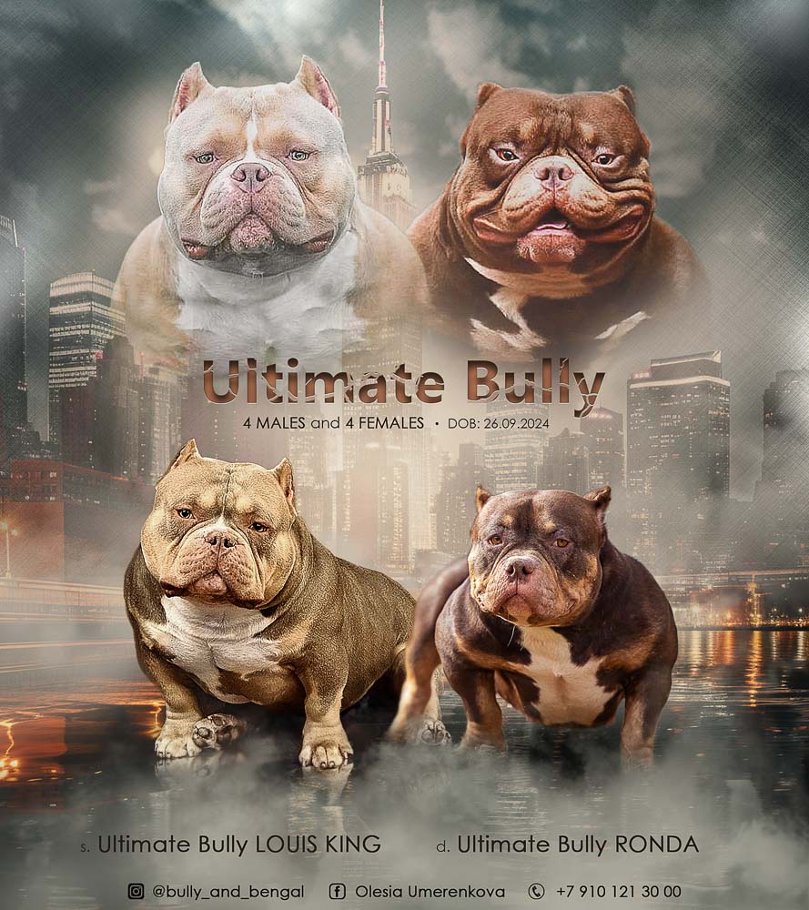 Ultimate Bully Louis King × Ultimate Bully Ronda