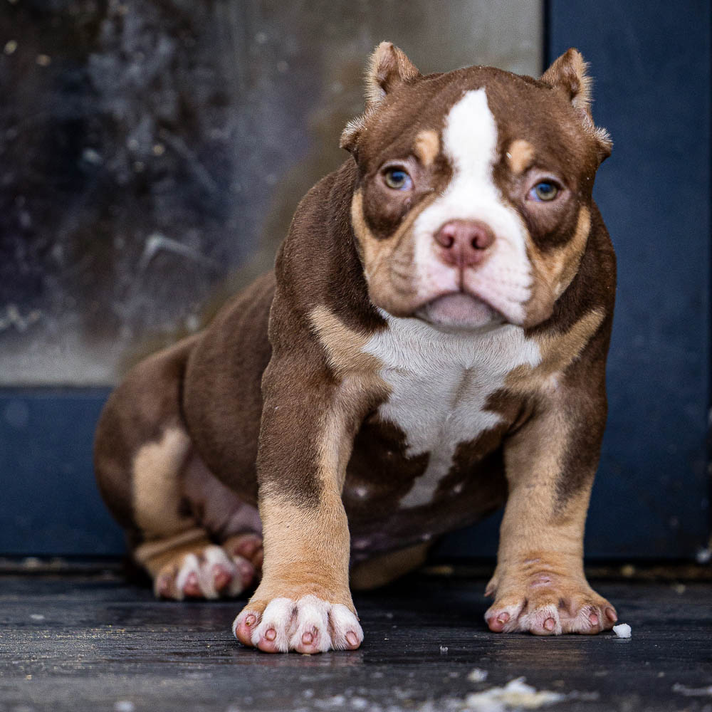 Ultimate Bully Shere-Khan