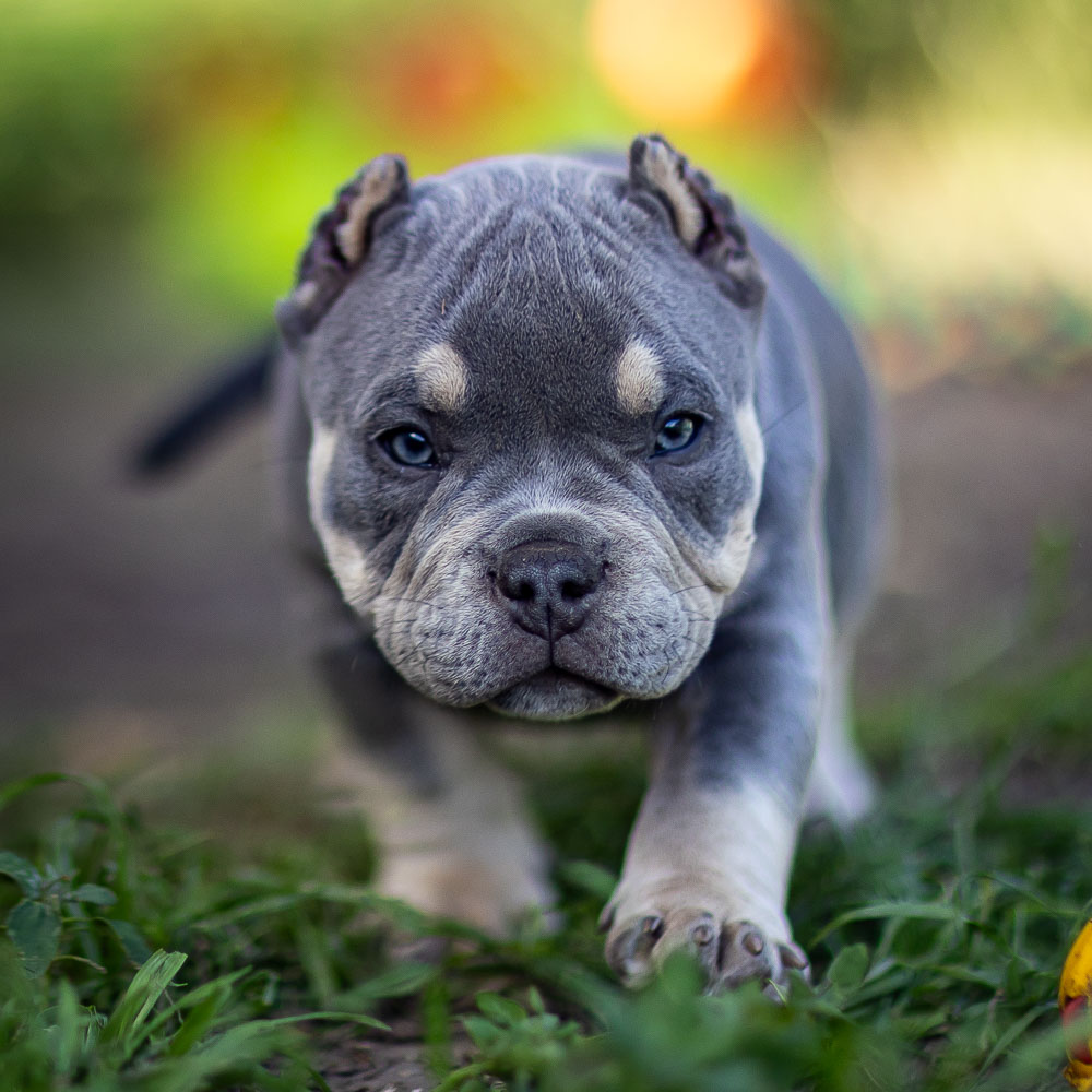 Ultimate Bully Ramzan