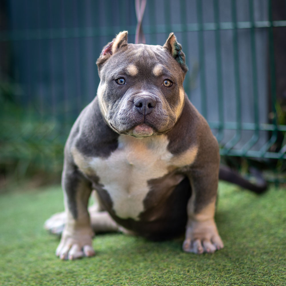 Ultimate Bully Storm