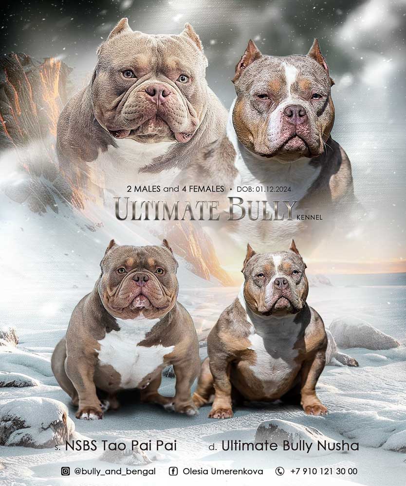 NSBC Tao Pai Pai × Ultimate Bully Nusha