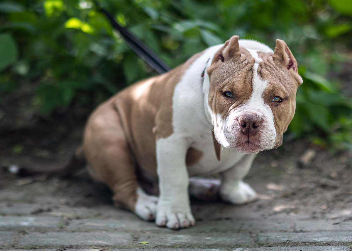 Standard american bully outlet kennels