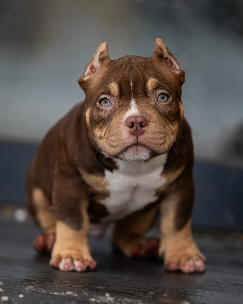 Ultimate Bully Casper