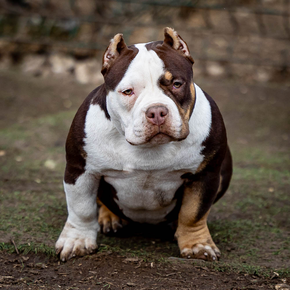 Ultimate Bully Milka