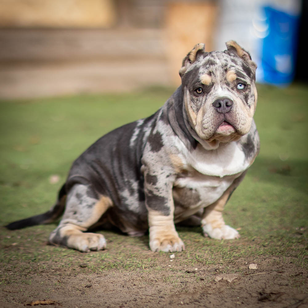 Ultimate Bully Zorro