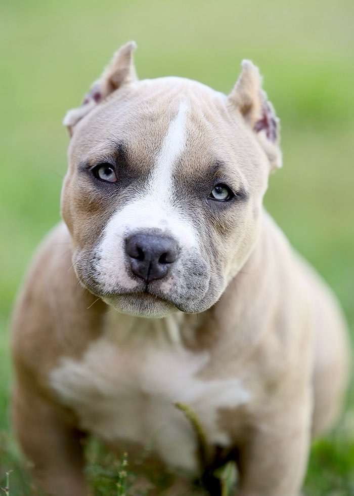 Ultimate Bully Maska