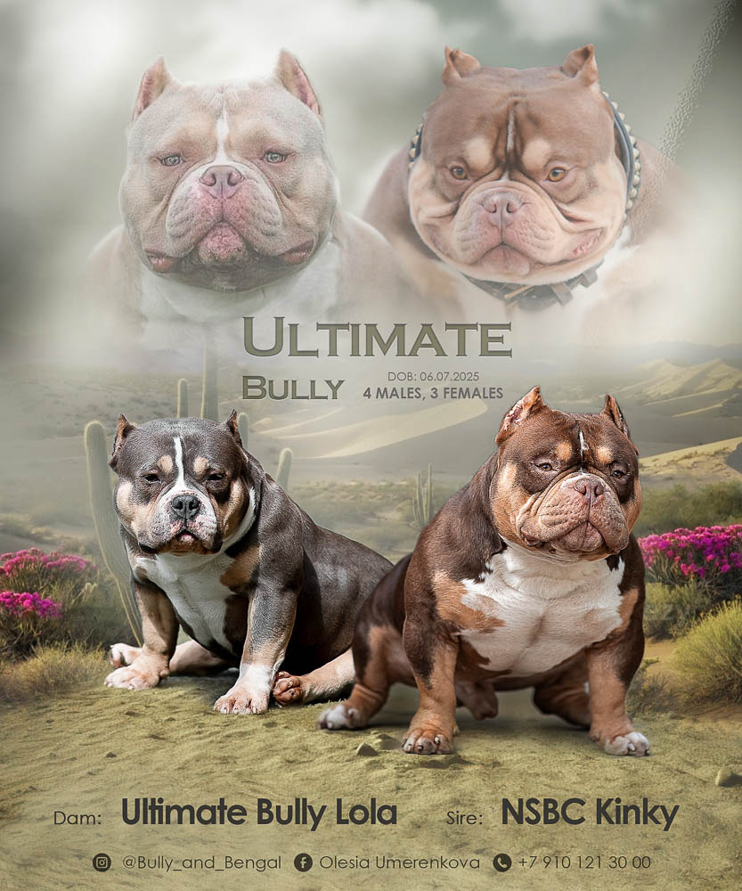 NSBC Kinky × Ultimate Bully Lola
