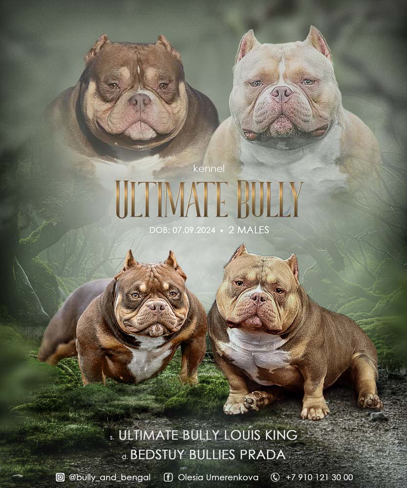 Ultimate Bully Louis King × Bedstuy Bullies Prada