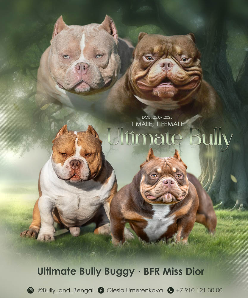 Ultimate Bully Buggy × Bedstuy Bullies Prada