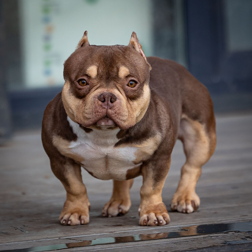 Ultimate Bully Sonia