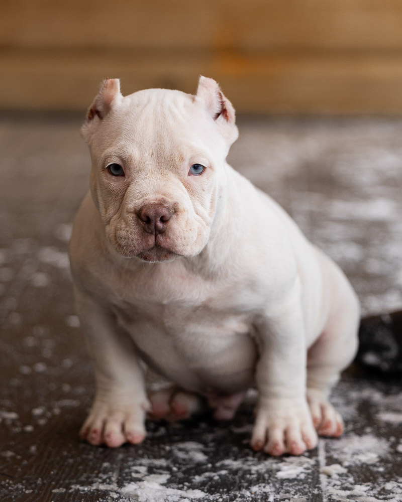 Ultimate Bully Peek-a-Boo