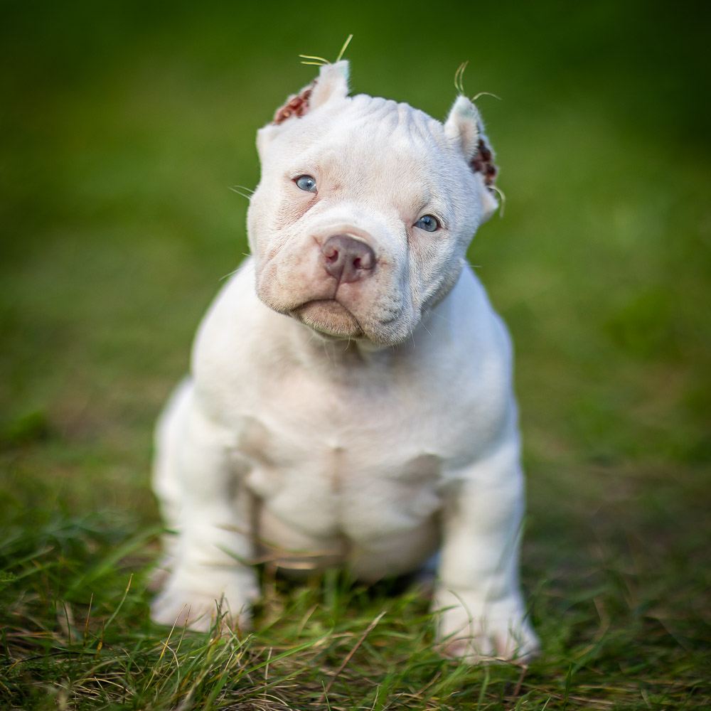 Ultimate Bully Iceberg