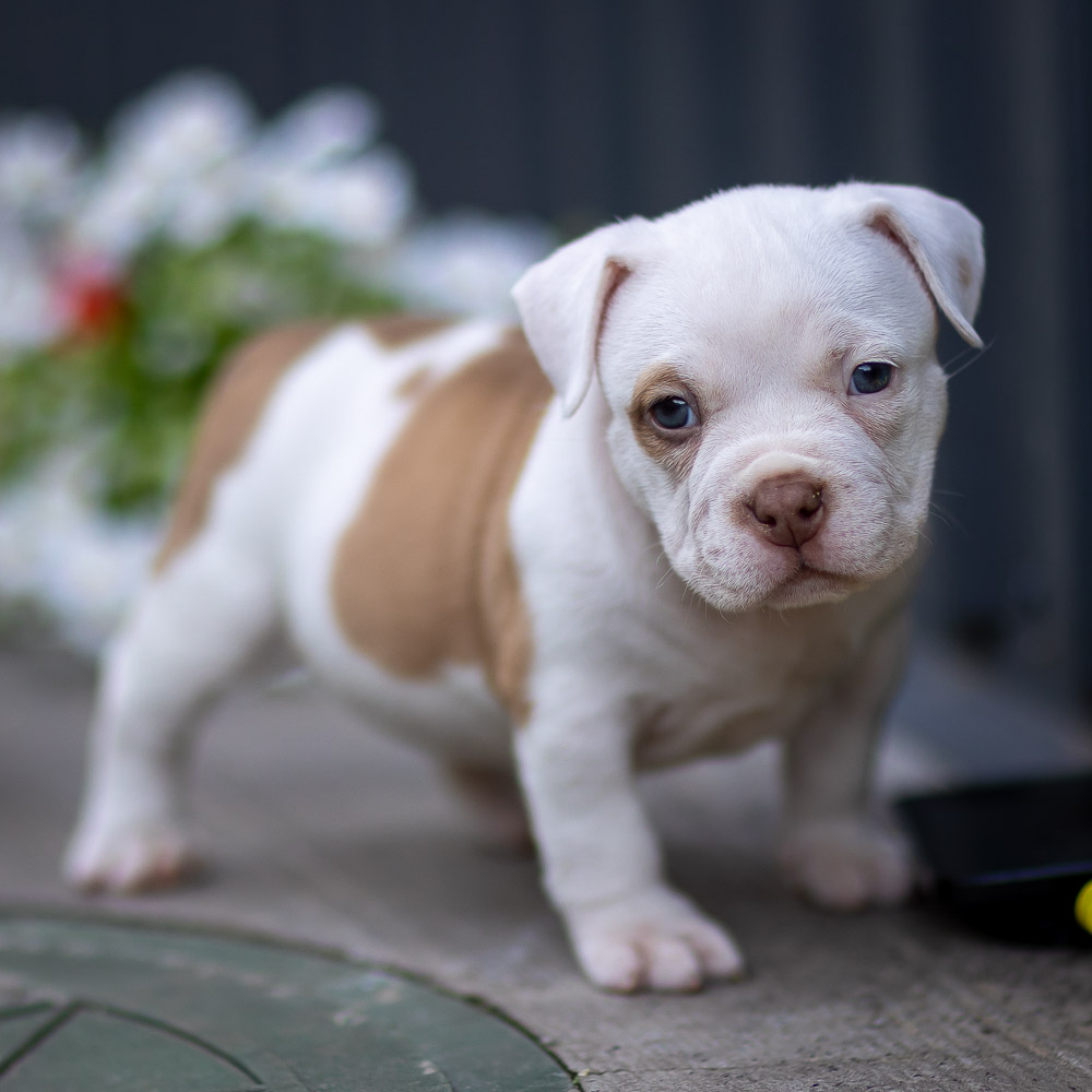 Ultimate Bully Fortuna